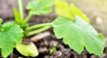 Kotva odrůda cuketa